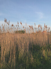 Dry reed grass field at sunset with clear blue sky. Natural background of tall golden reeds swaying in the wind. Tranquil rural landscape with warm evening light.