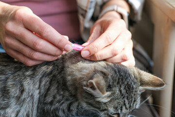 Close-up of woman's hands applying flea and tick repellent to tabby cat's neck. Pet health care at home