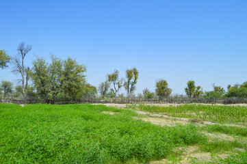 Obraz premium Summer season a beautiful view of alfalfa grass field, nature organic farming landscape vachellia nilotica trees 