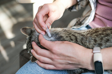 Woman applies flea and tick repellent to the back of a tabby cat's neck. Careful grooming and care for pet at home