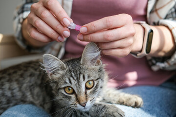 Close-up of person preparing to apply flea and tick repellent to tabby kitten who looks directly at camera, highlighting the trust and care between owner and pet