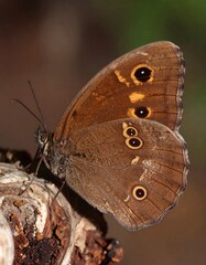 Obraz premium Close-up of a brown butterfly perched on a branch