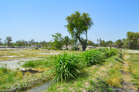 dates palm trees in the field, outdoor nature grass farm landscape - Powered by Adobe