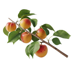 Obraz premium Ripe apricots hanging on a branch with green leaves on a transparent background 