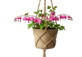 Vibrant pink bleeding heart flowers cascade from a rustic macrame plant hanger isolated on transparent background