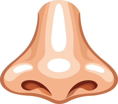 Human Nose Vector | Cartoon Anatomy Illustration | Face Body Part Icon