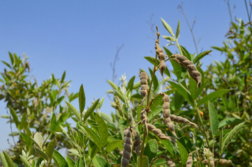 beans legume field in the summer