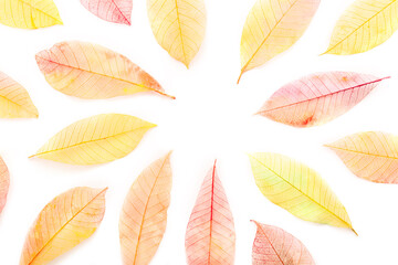 Obraz premium Autumn leaves frame on a white background. Painted skeleton leaves with copy space. Fall banner