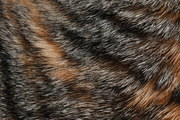 Cat fur texture background. Calico or tortoiseshell cat fur background. Pet hair or coat texture.