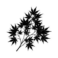 Black silhouette of japanese maple leaves on white background