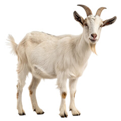 Fototapeta premium Adorable young goat standing on white background