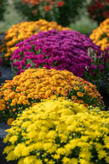 Mums lined up and ready for sale - the colors of fall in New England at a local apple orchard