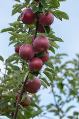 A branch full of beautiful apples ripe and ready for picking  - the colors of fall in New England at a local apple orchard