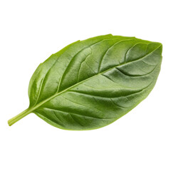 Obraz premium Single vibrant green basil leaf isolated on white background