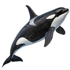 Obraz premium Majestic Orca Whale leaping out of the water