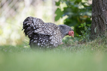 Silver Laced Wyandotte Hen Foraging Near Tree on Bright Fence
