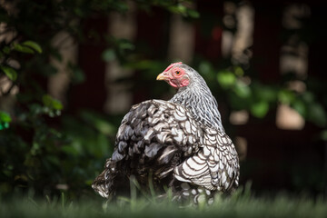Sunlit Silver Laced Wyandotte Hen on Green Grass
