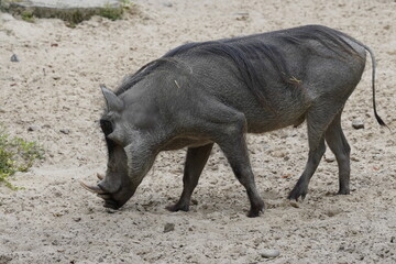 A male common warthog (phacochoerus africanus) uses the large tusks on its head to dig up sand in...