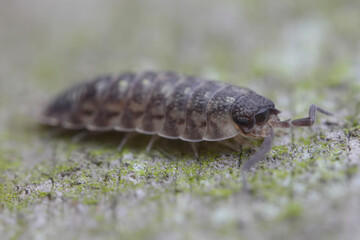 Close-up of a Black headed Porcellio spinicornis pill bug, also known as a roly-poly, resting on a mossy surface.