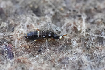 Closeup of a small, segmented Orchesella cincta springtail arthropod with bristles and white markings
