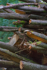 A chaotic pile of freshly cut branches and large logs sits against a forest backdrop, an authentic image of forestry work and the raw, rustic nature of wood.