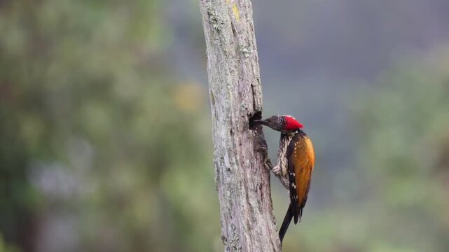 Beautiful capture Or footage or video of the Black Rumped Flameback woodpecker with beautiful background in the perched during the insect feed at Thattekad, Kerala, India. Closeup shot of the bird.