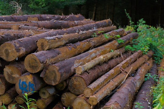 A large pile of freshly cut pine logs, with some marked in blue spray paint, sits in a dense forest, an authentic image of forestry and natural resources.