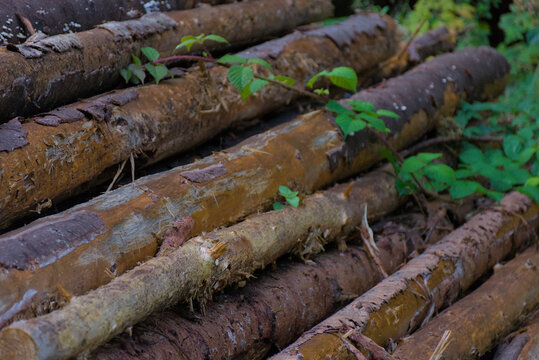 A large pile of freshly cut pine logs, with some marked in blue spray paint, sits in a dense forest, an authentic image of forestry and natural resources.