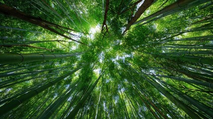 Looking upward, the vibrant bamboo trees form a lush green canopy. Sunlight filters through the leaves, illuminating the peaceful forest atmosphere.