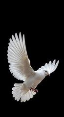 White Dove in Flight Against Black Background.