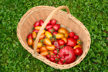 Tomatoes of different varieties in wicker basket on green grass. Harvesting tomatoes.