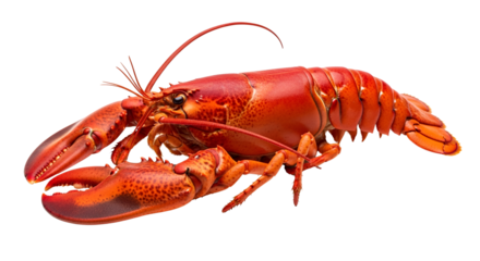 Cooked red lobster ready to eat isolated PNG with Transparent Background