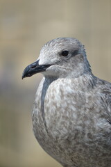 Close up of a young brown seagull with blurred background