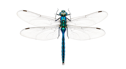 Close-up of a teal dragonfly with transparent wings isolated PNG with Transparent Background