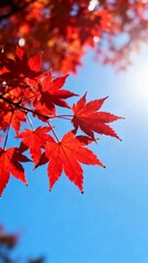 Red Maple Leaves in Autumn