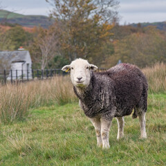 Herdwick sheep on a green fell in the English Lake District. The Herdwick is a sheep popular with tourists.