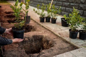 Planting a young tree in the garden