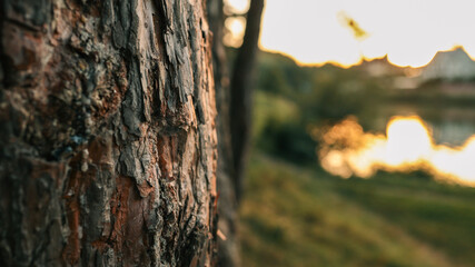 Obraz premium Close-up of a tree trunk with textured bark at sunset.