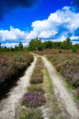 Obraz premium Wahner Heide Nature Reserve Heathland Landscape in North Rhine-Westphalia