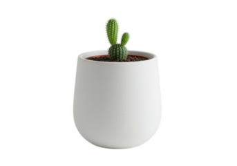 A small green cactus plant growing in a smooth white ceramic pot isolated on transparent background