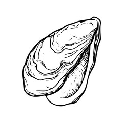 detailed mussel shell vector illustration