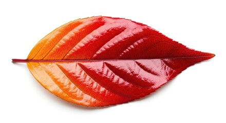 Glossy Red and Orange Autumn Leaf Isolated on White Background with Detailed Texture