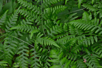 Lush Green Ferns A Detailed Close-up