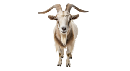Front view of a male goat with long curved horns isolated PNG with Transparent Background
