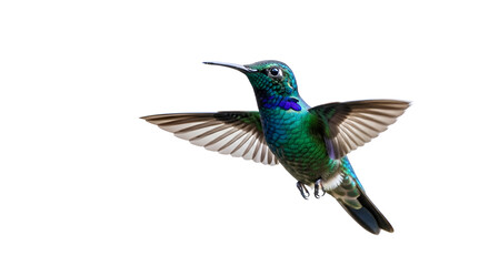 Sparkling Violetear Hummingbird in Flight isolated PNG with Transparent Background