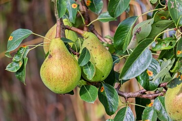 reife Birnen am Birnbaum