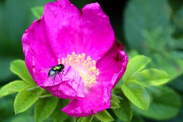 Goldfliege sitzt auf pinker Blüte