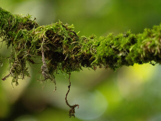 Close-up of a Tree Branch Covered in Vibrant Green Moss in a Forest