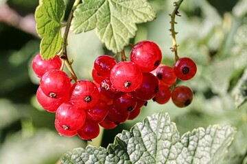 rote Johannisbeeren am Strauch