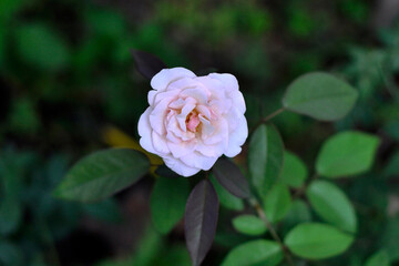 pink rose in garden